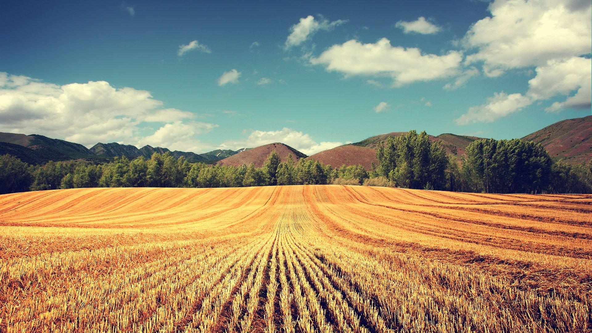 1920x1080 After Harvest Sunny Day desktop PC and Mac wallpaper
