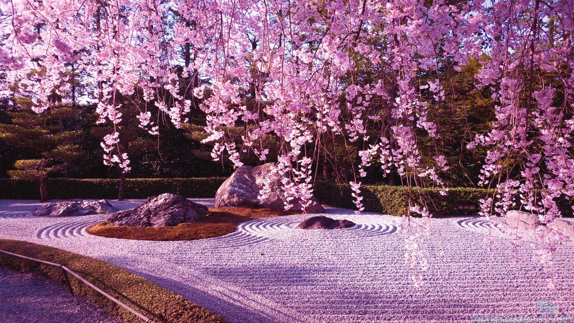 1920x1080 Cherry Blossom Desktop Background