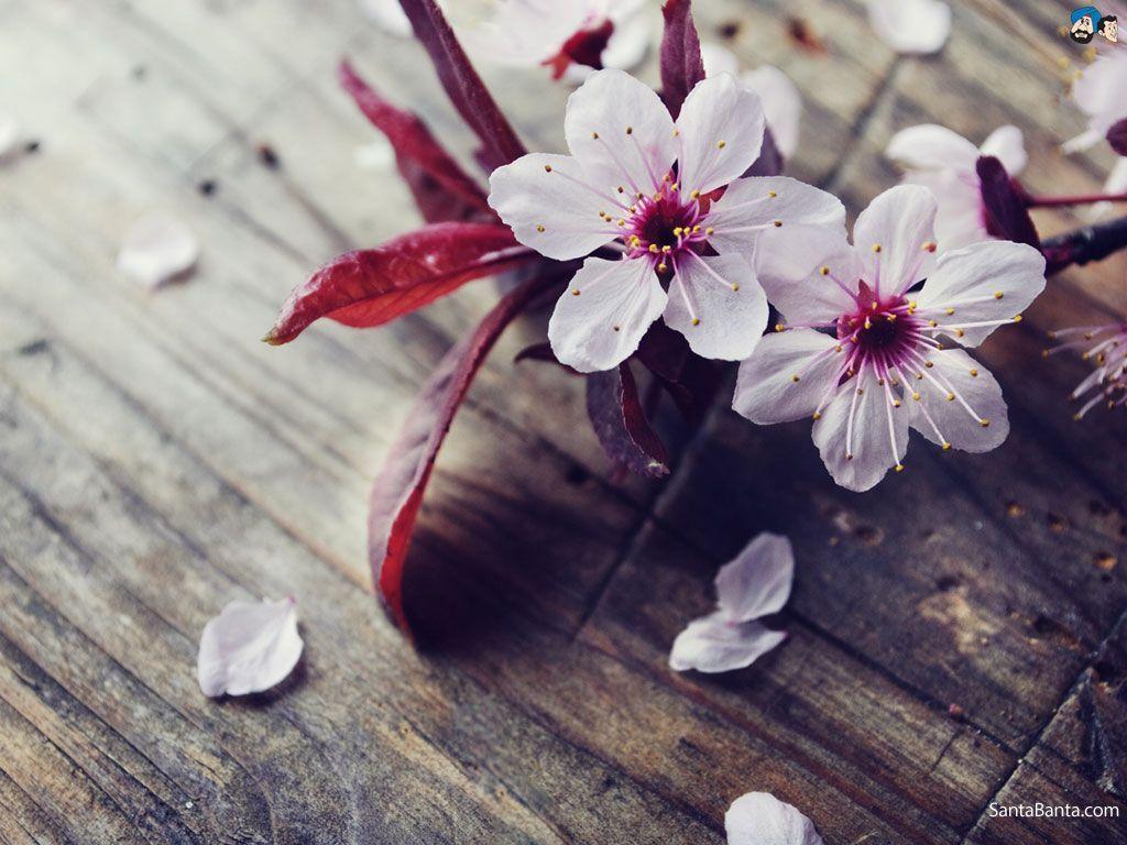 1024x768 Cherry Blossom Flower Desktop Wallpaper Download. cherry blossom