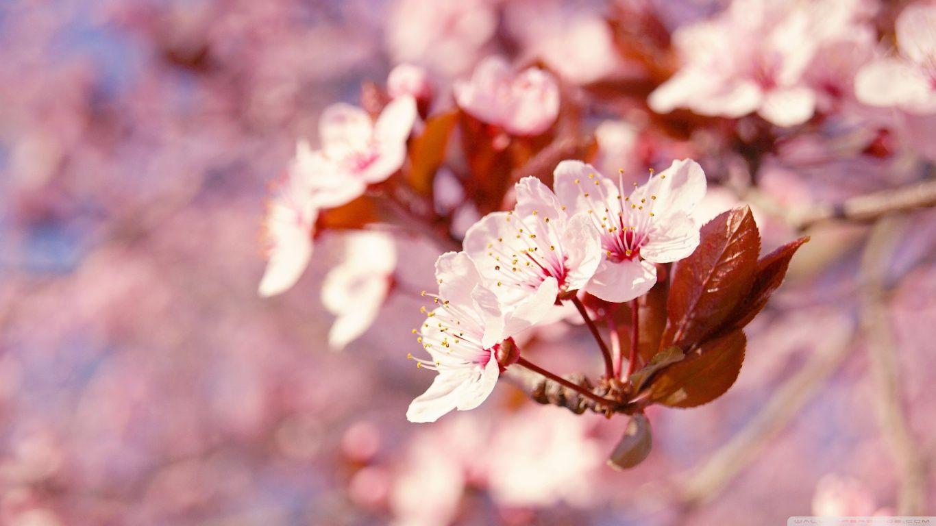 1366x768 Japanese Cherry Tree [[Sakura]] image Cherry Blossom HD wallpaper