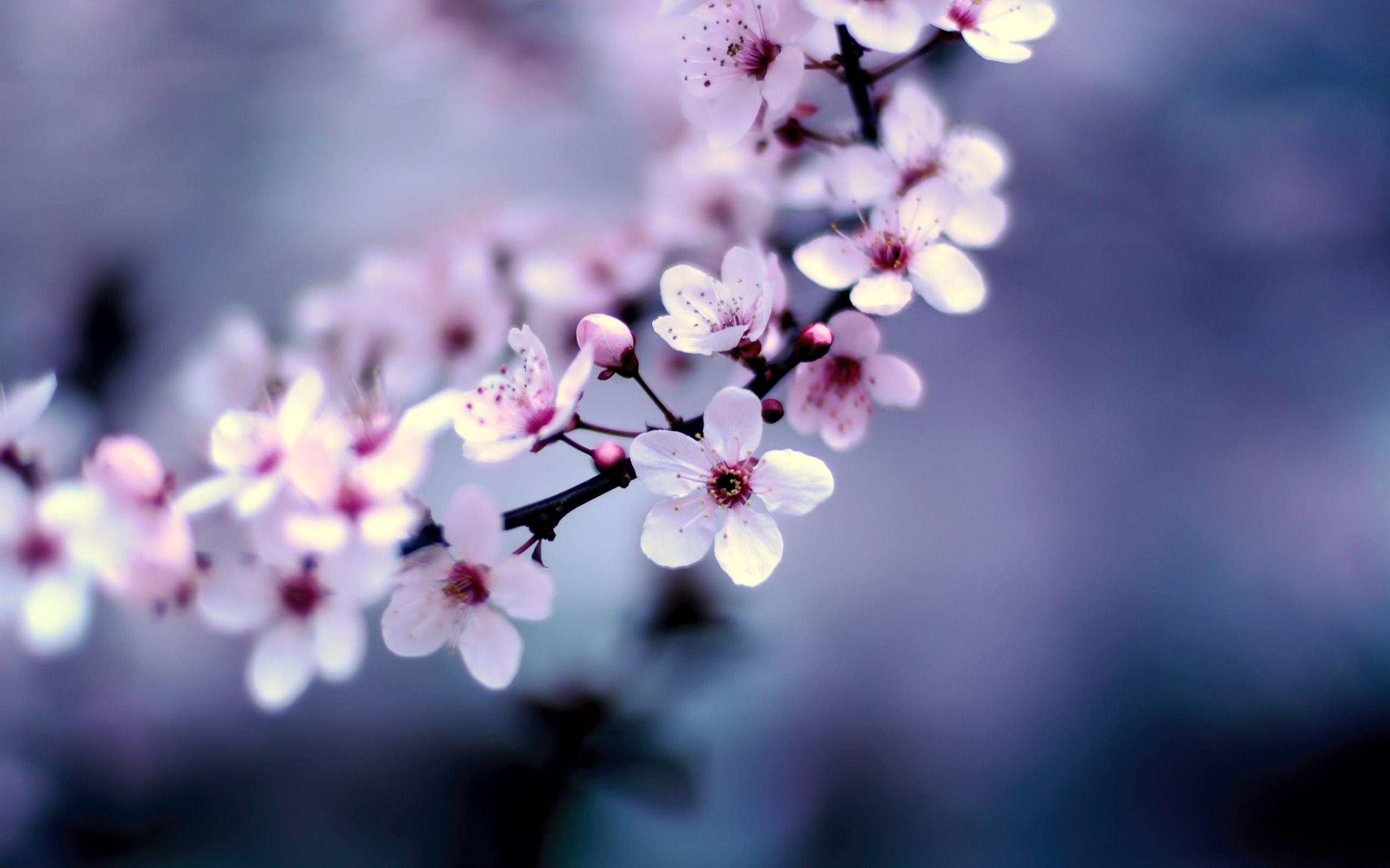 2560x1600 Sweet Wallpaper Collection For Free Download. HD Wallpaper