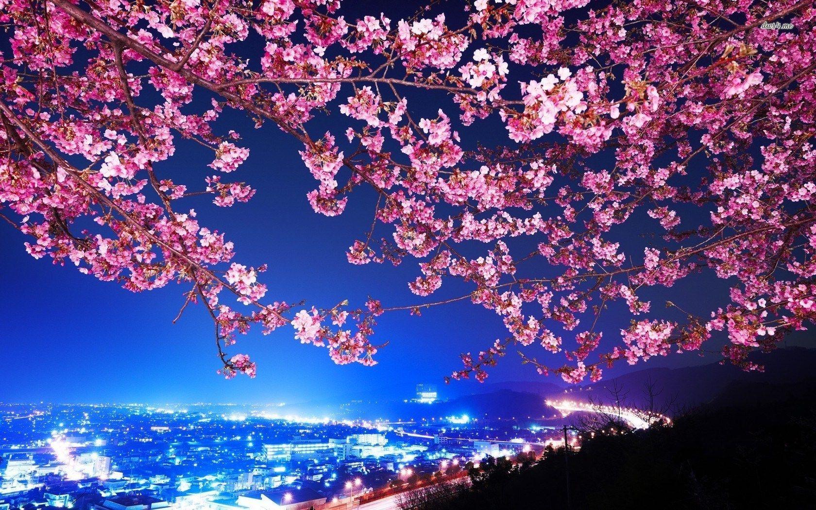1680x1050 cherry blossom photo