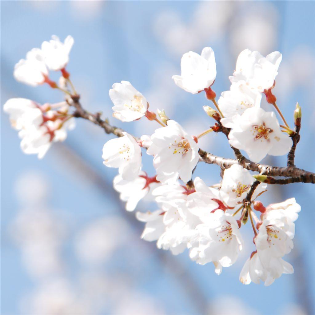 1024x1024 Cherry Blossoms iPhone Wallpaper