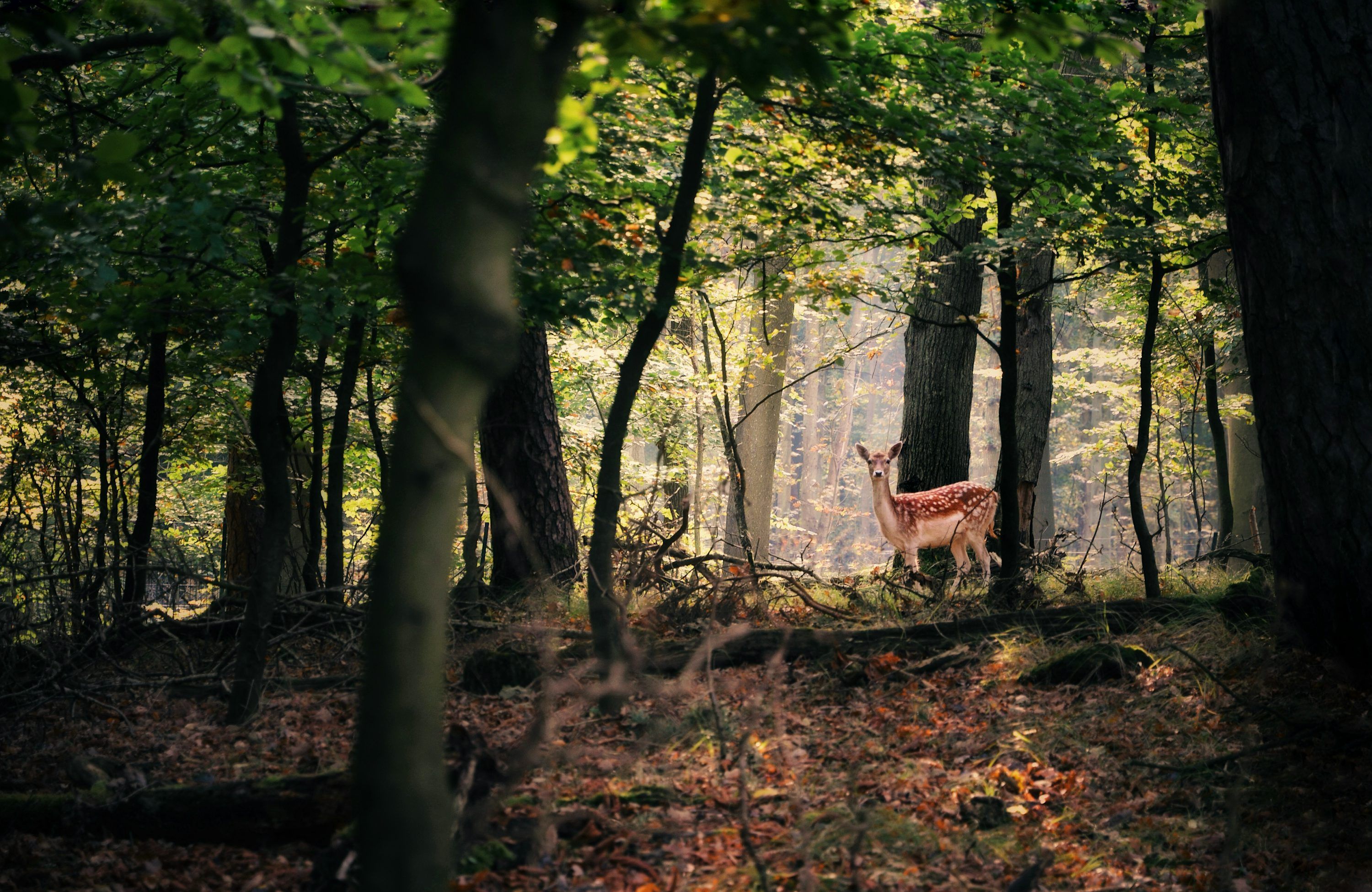 3000x1951 Forest Animals Picture. Download Free Image
