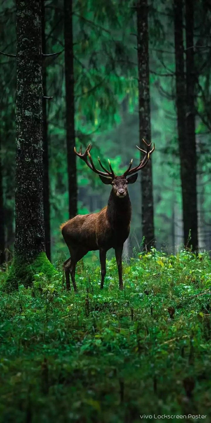 720x1440 Monarch of the Forest Elk with Large Antlers. Wild nature deer, Stag in nature, Stag animal photo