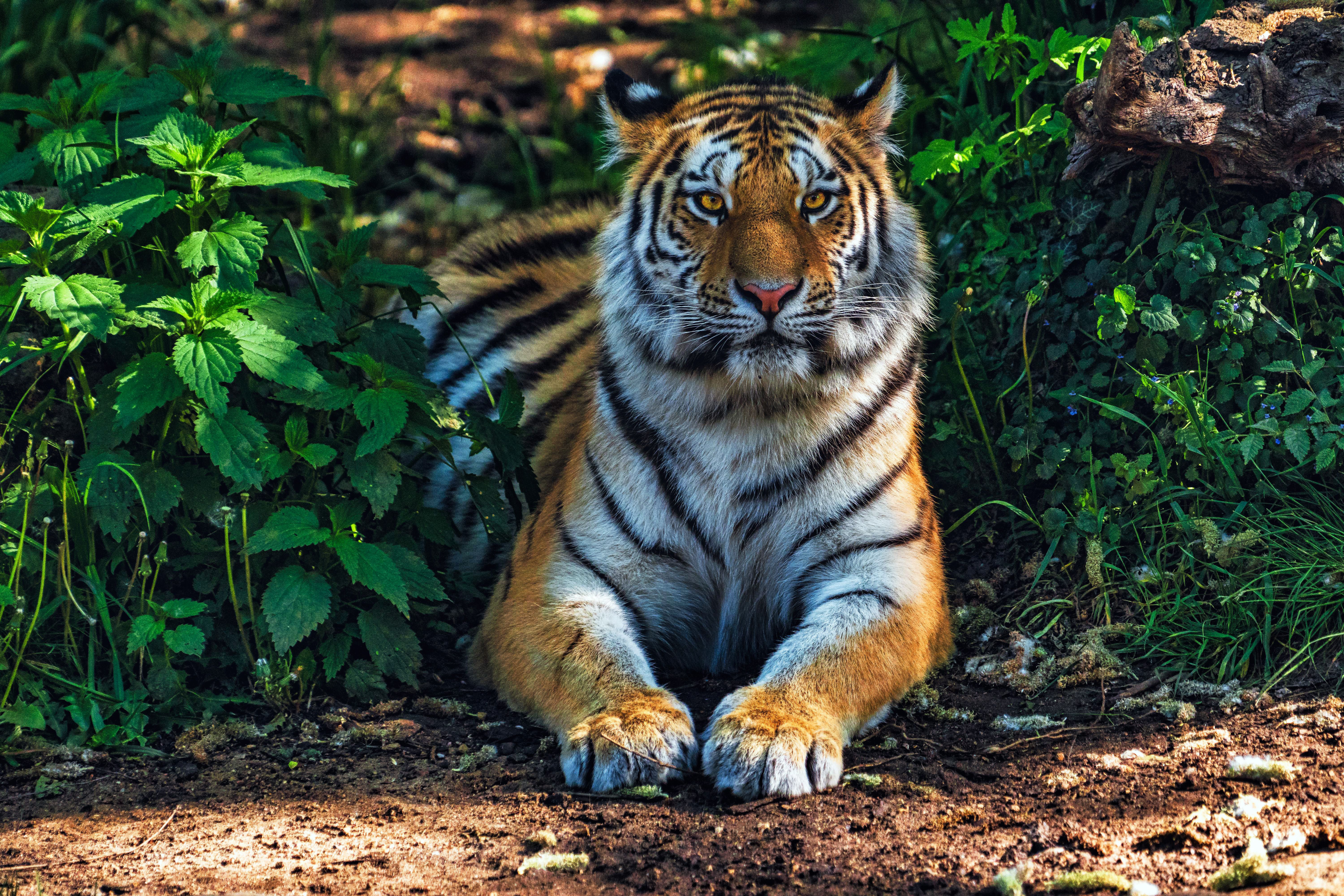 6000x4000 Bengal Tiger Wallpaper 4K, Forest, Predator, Jungle