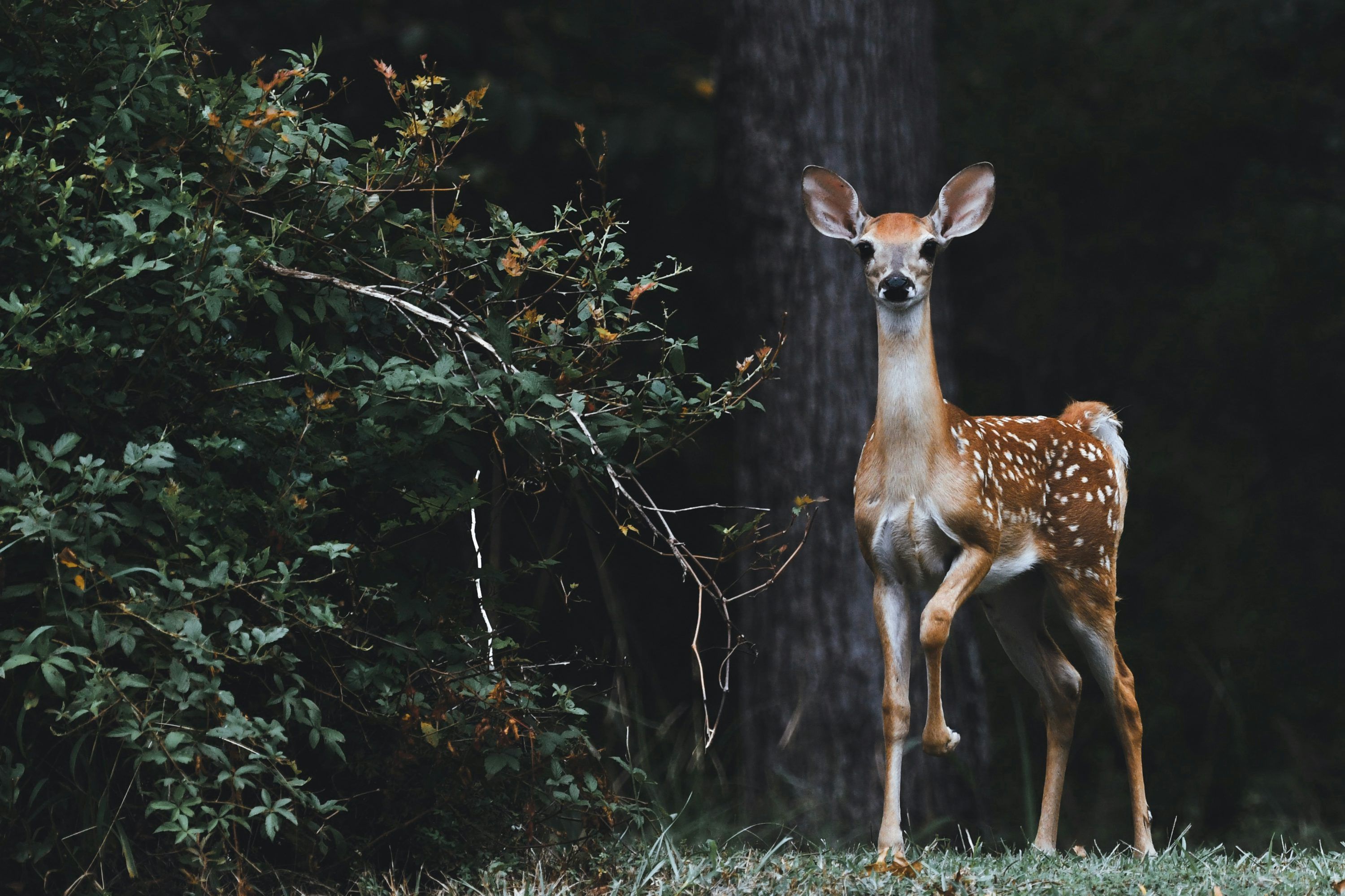 3000x2000 Wildlife Animals Picture. Download Free Image