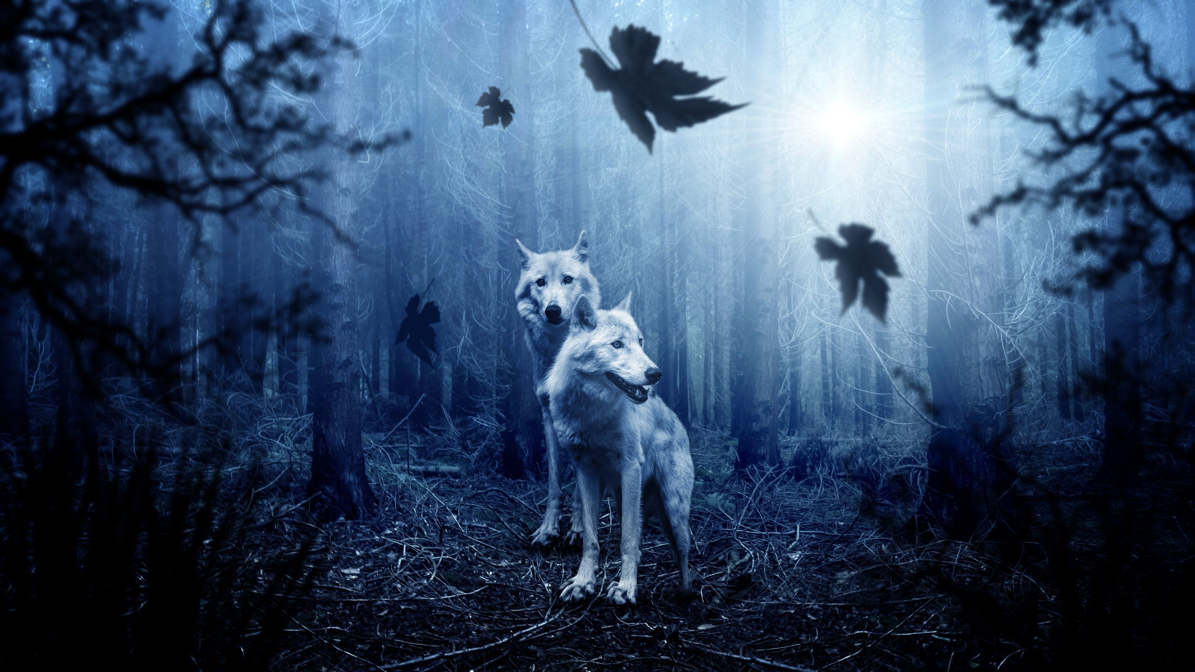 3840x2160 Wolf Wallpaper 4K, Forest, Dark background, Predator