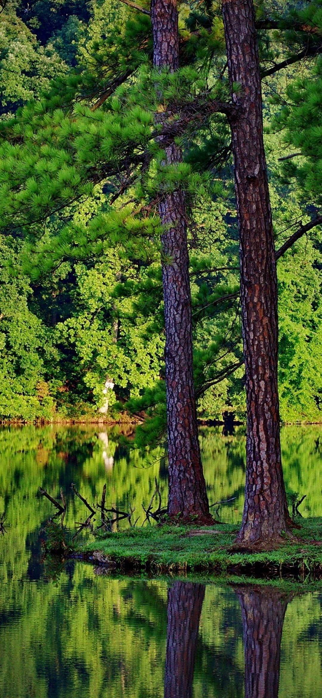 1080x2340 Wallpaper. Beautiful forest, Tree forest, Forest wallpaper