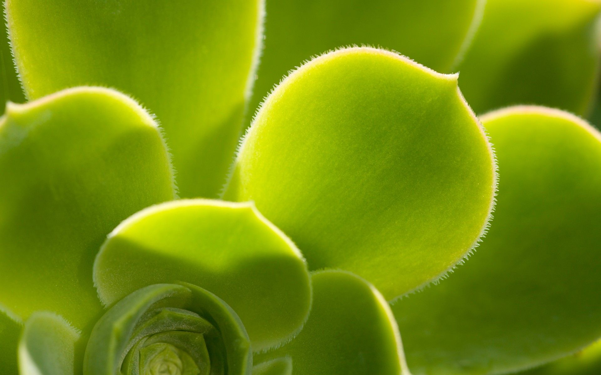 1920x1200 Wallpaper villi, green, windows seven for mobile and desktop, section макро, resolution 1920x1200