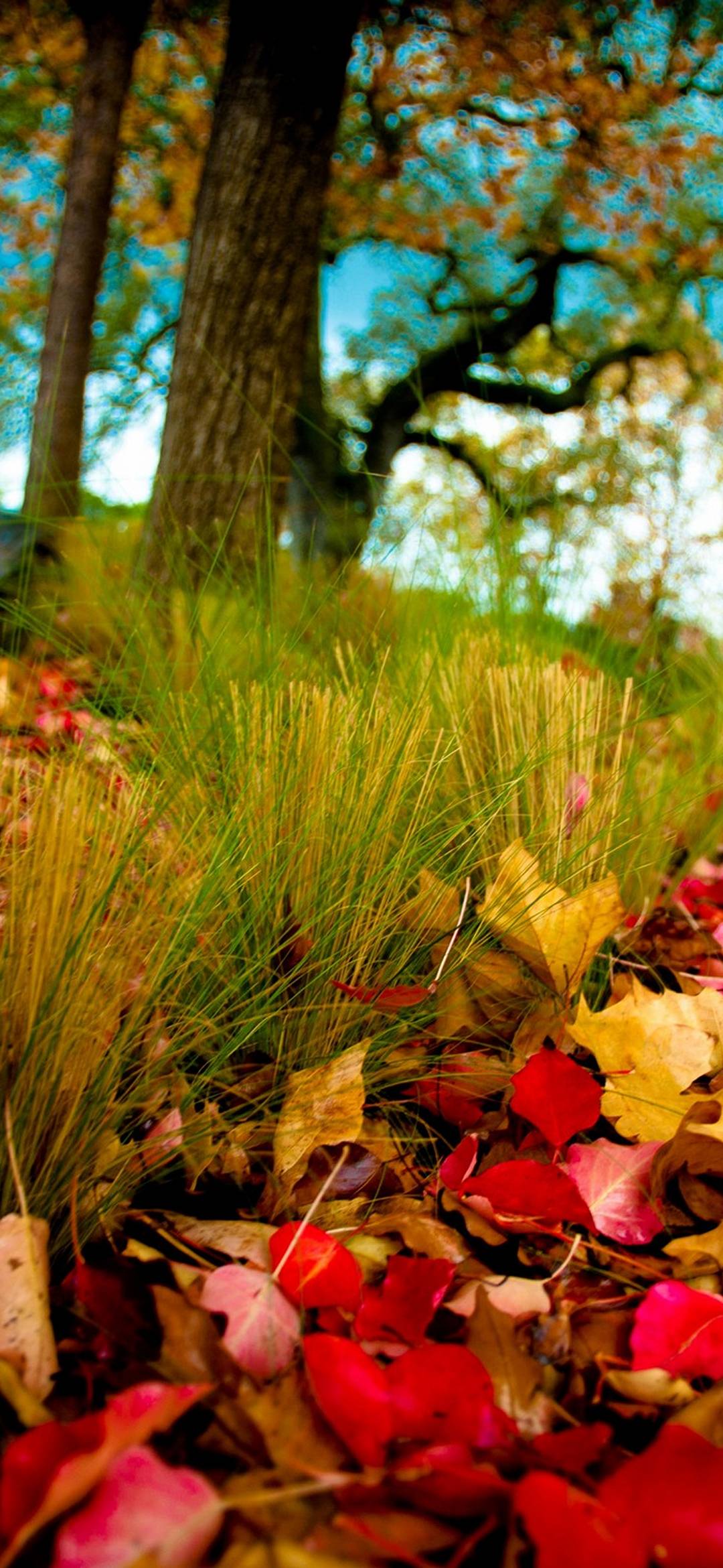 1080x2340 Nature - [1080x2340]