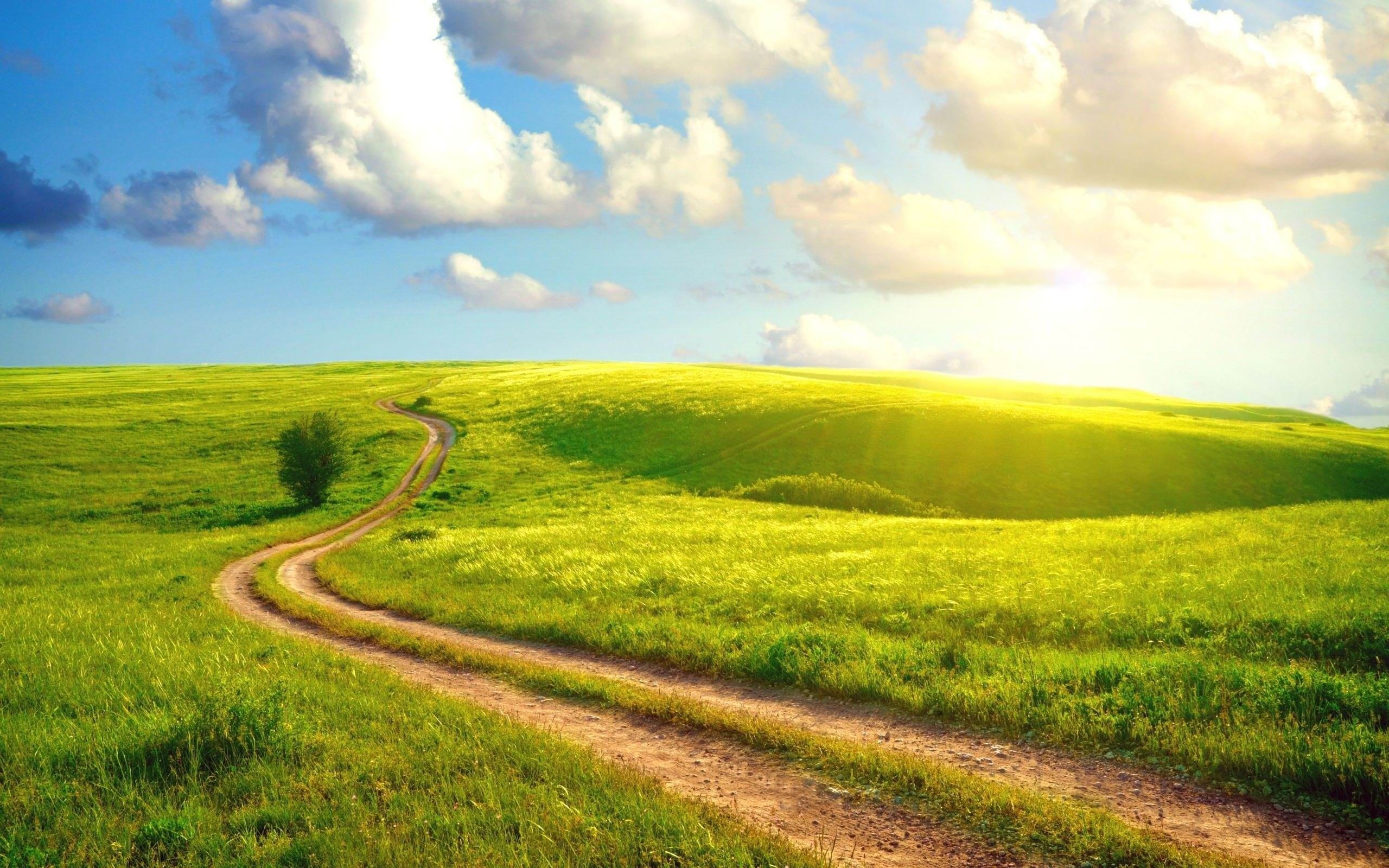 2560x1600 Meadow Microsoft Windows 8 System Wallpaper
