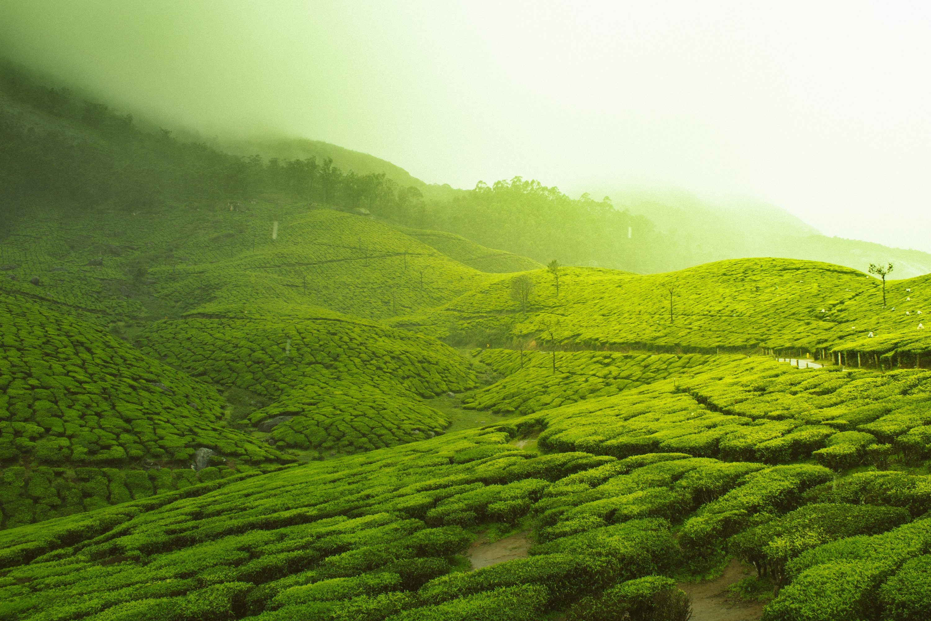 3000x2000 Kebun Teh Picture. Download Free Image