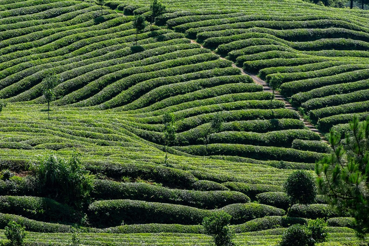 1280x853 Free Kebun Teh & Tea Garden Image