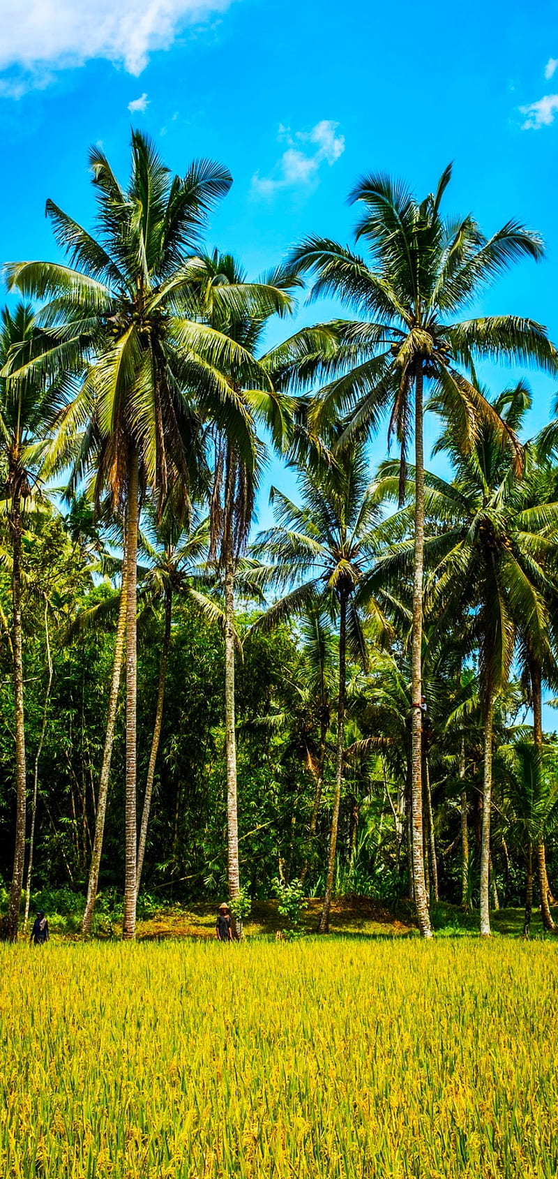 800x1689 HD kebun kelapa wallpaper