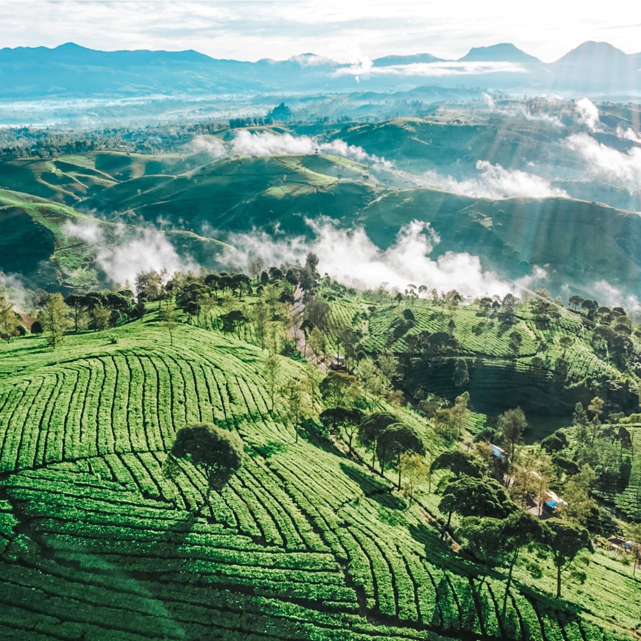 2048x2048 Download Perkebunan Teh Rancabali Bandung Wallpaper