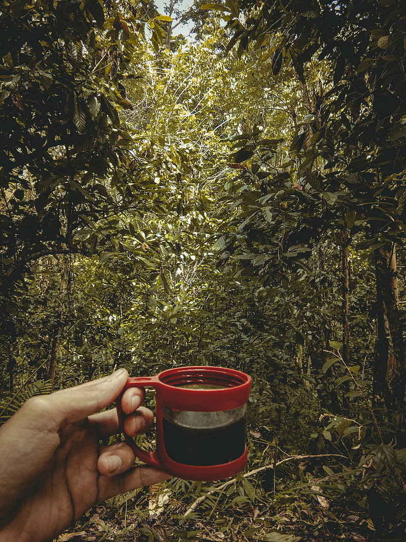 800x1067 HD kebun wallpaper