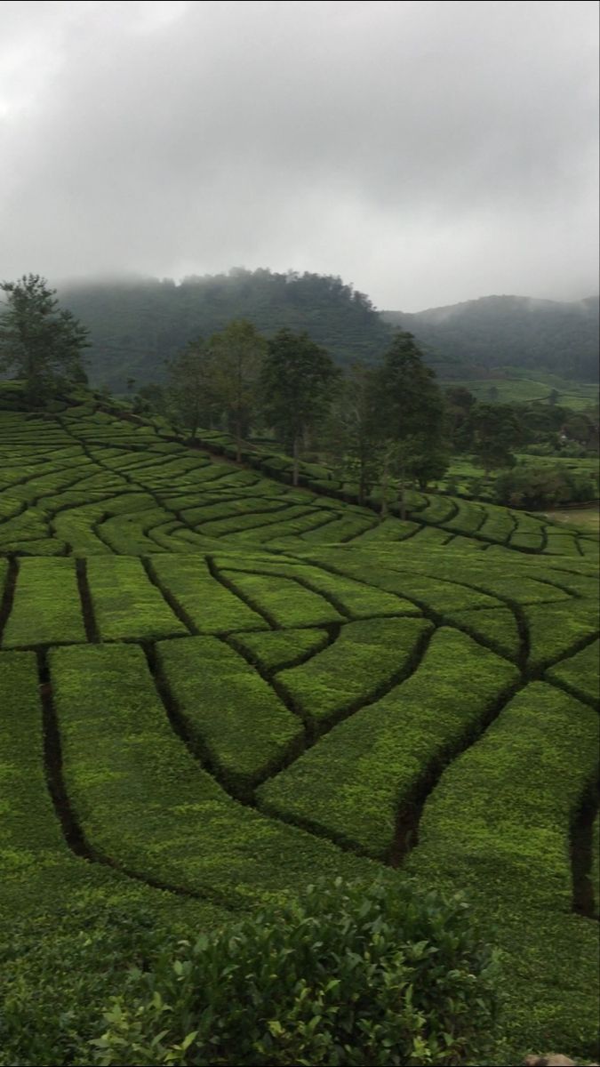 675x1200 Tea gardens