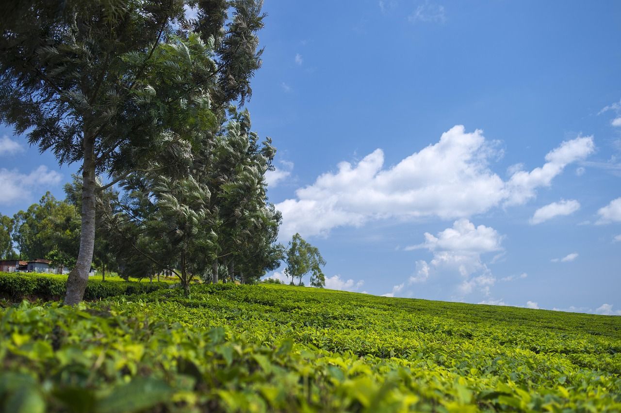 1280x852 Tea Plantation Wallpaper Green