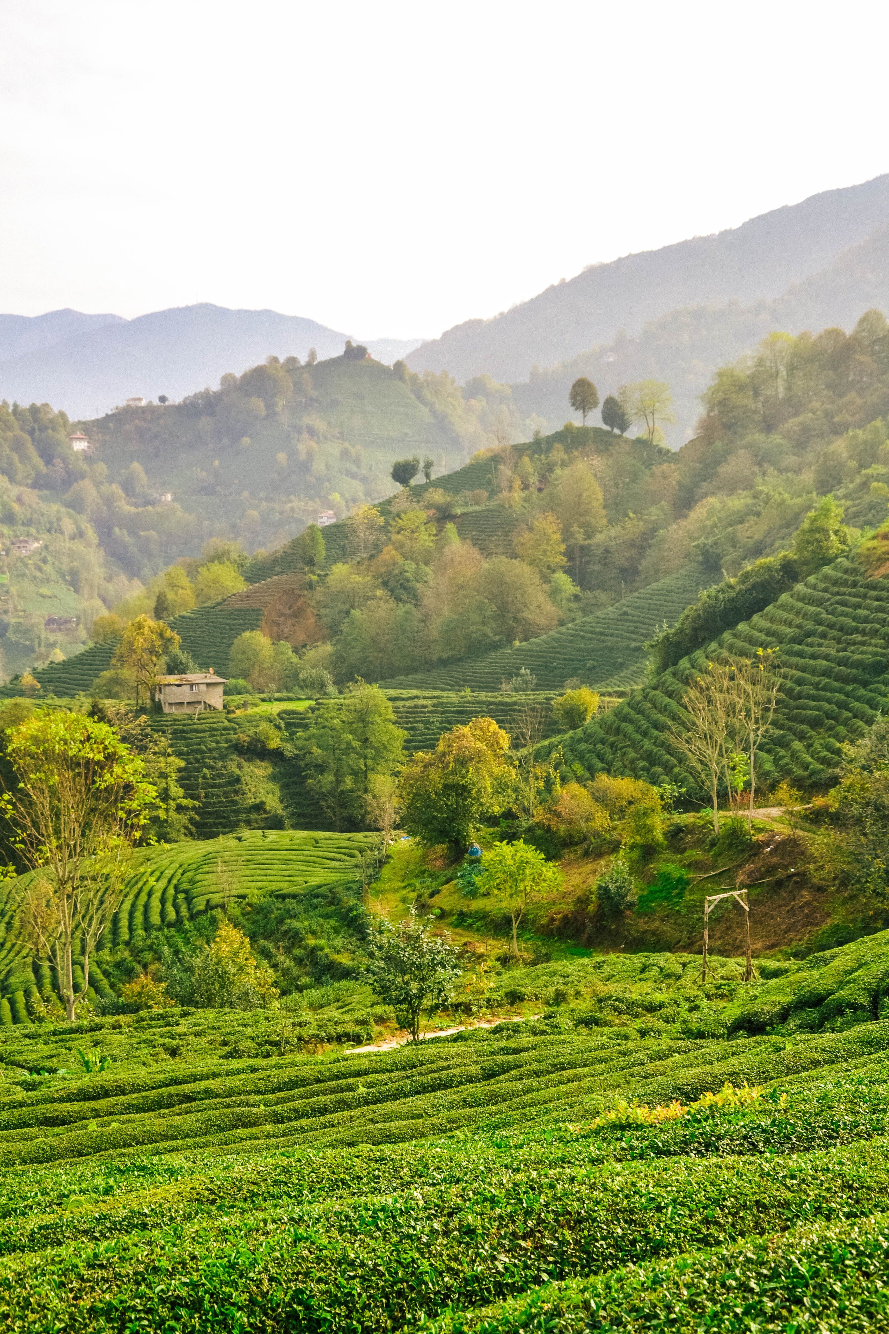 3072x4608 4.Foto Kebun Teh Rize Terbaik · Unduh Gratis 100% · Foto Stok