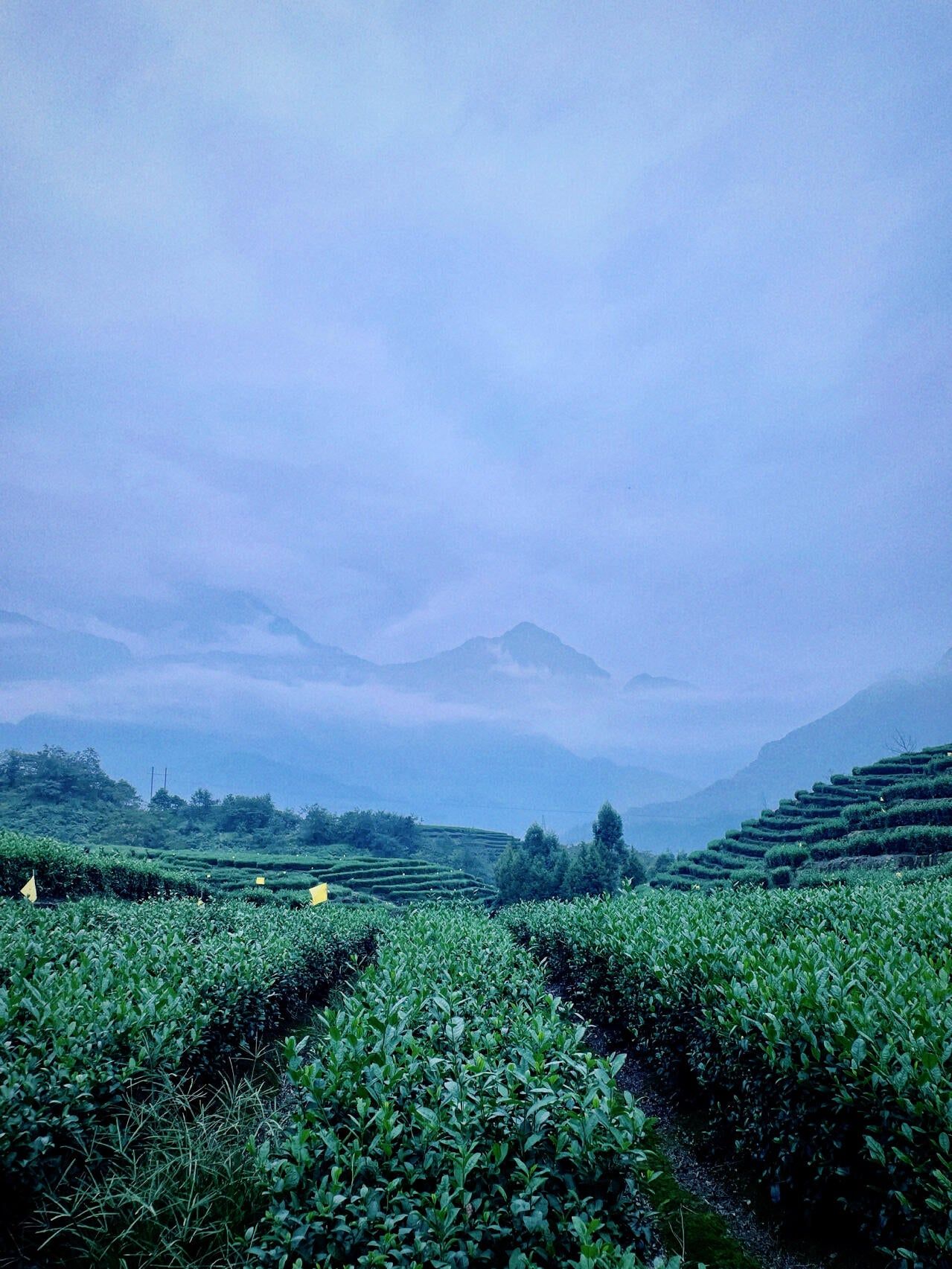 1279x1705 Premium Chinese Sichuan Emei High Mountain New Crafted Black Tea Red Tea
