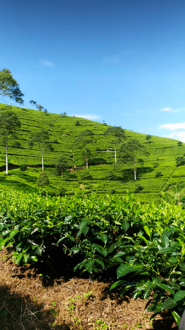 720x1280 Kebun teh jolotigo.png