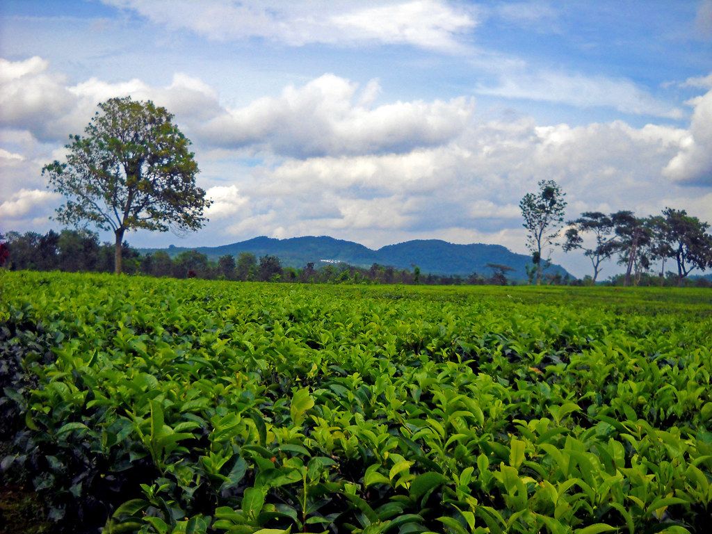 1024x768 kebun teh ciater