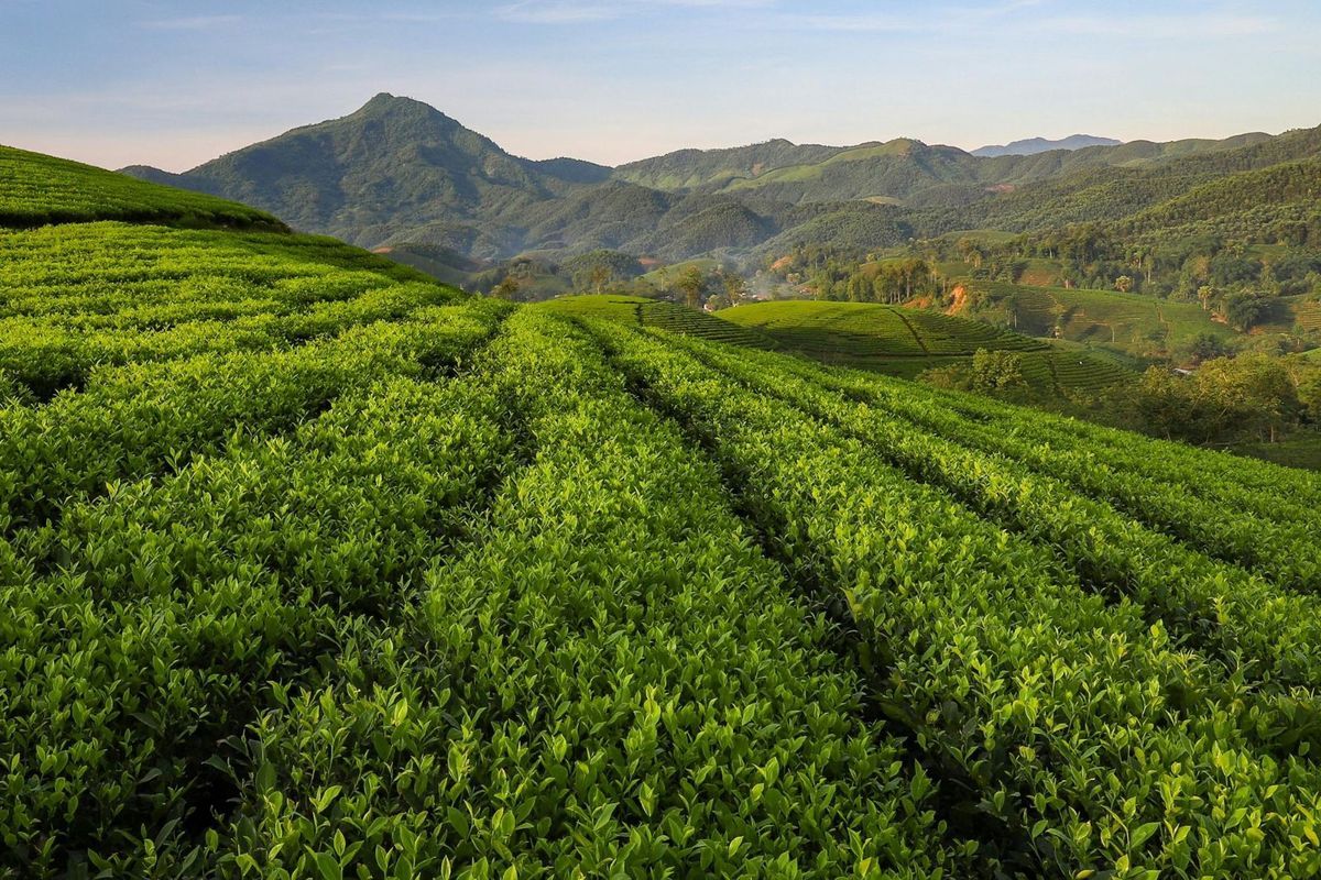 1200x800 Foto : 5 Wisata Kebun Teh di Jawa Timur untuk Destinasi Libur Long Weekend