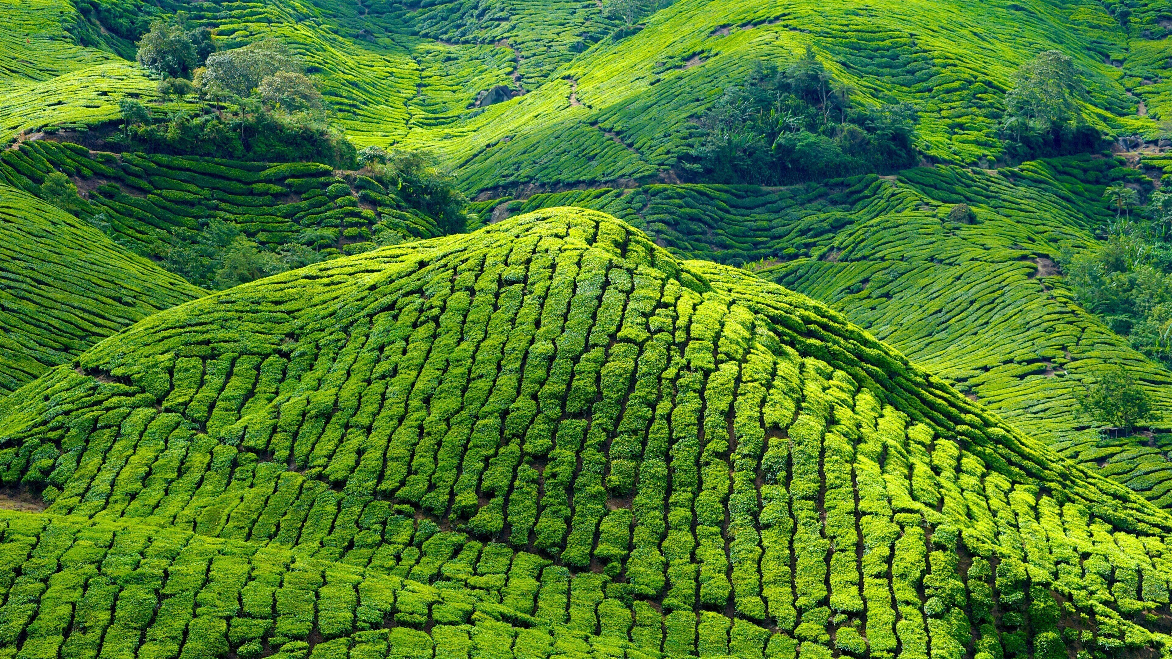 3840x2160 Kebun Teh Boh di Brinchang