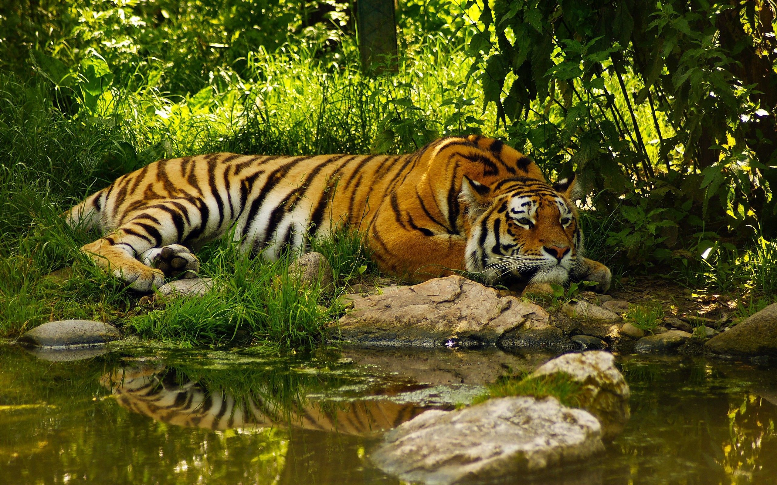 2560x1600 tiger animals Wallpaper HD / Desktop and Mobile Background