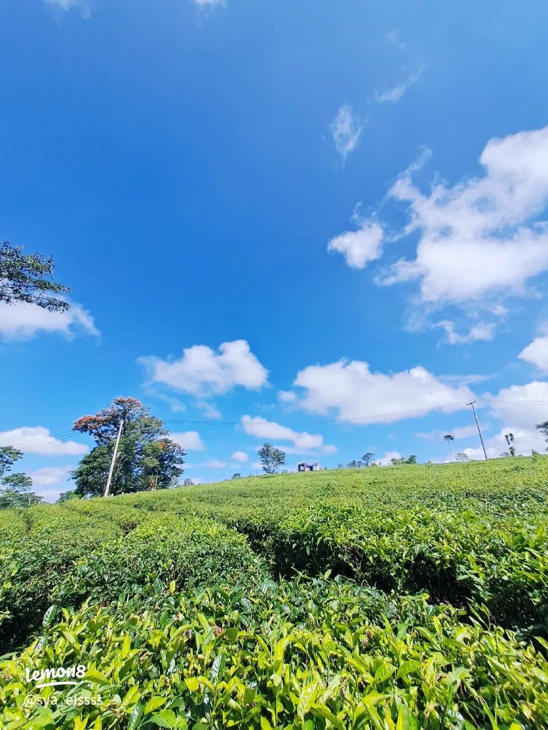 1080x1440 Kebun Teh Selabintana: Tempat Healing, Refleksi Time & Foto Estetik Jelang 27 Tahun