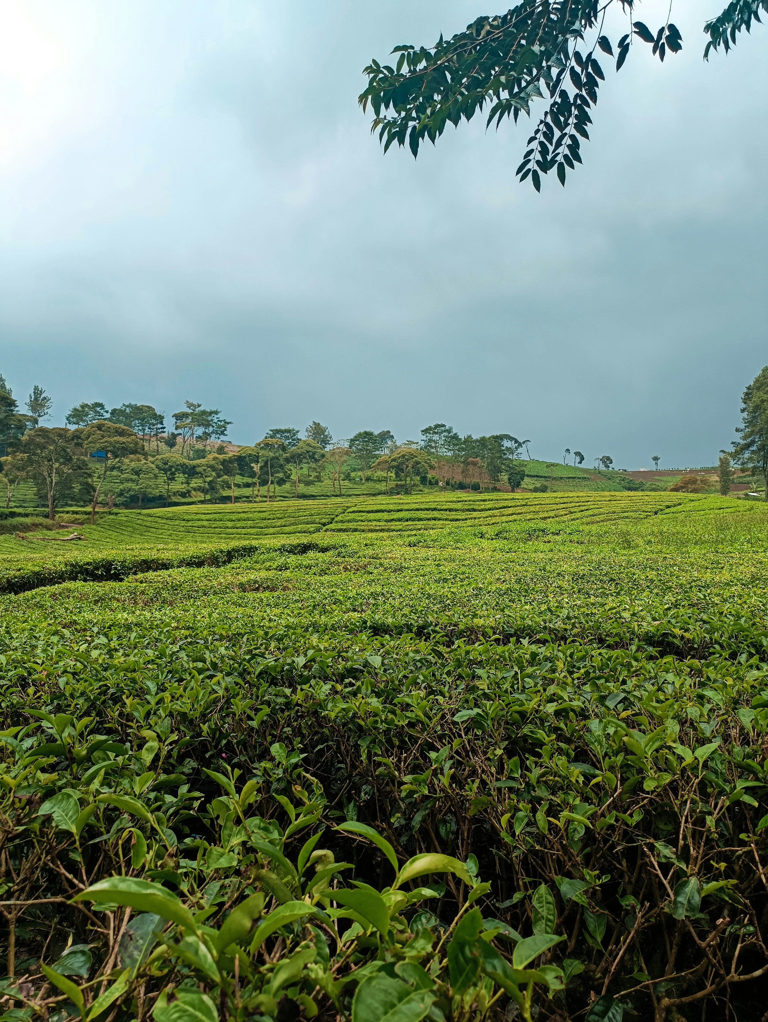 3000x3995 A lush green field with trees in the background