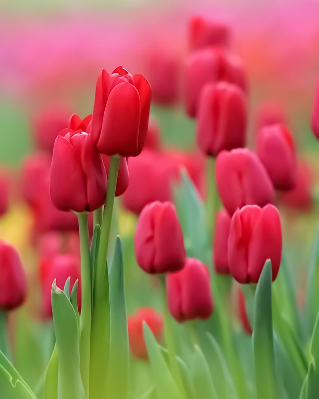 1024x1280 Garden Flower Nature