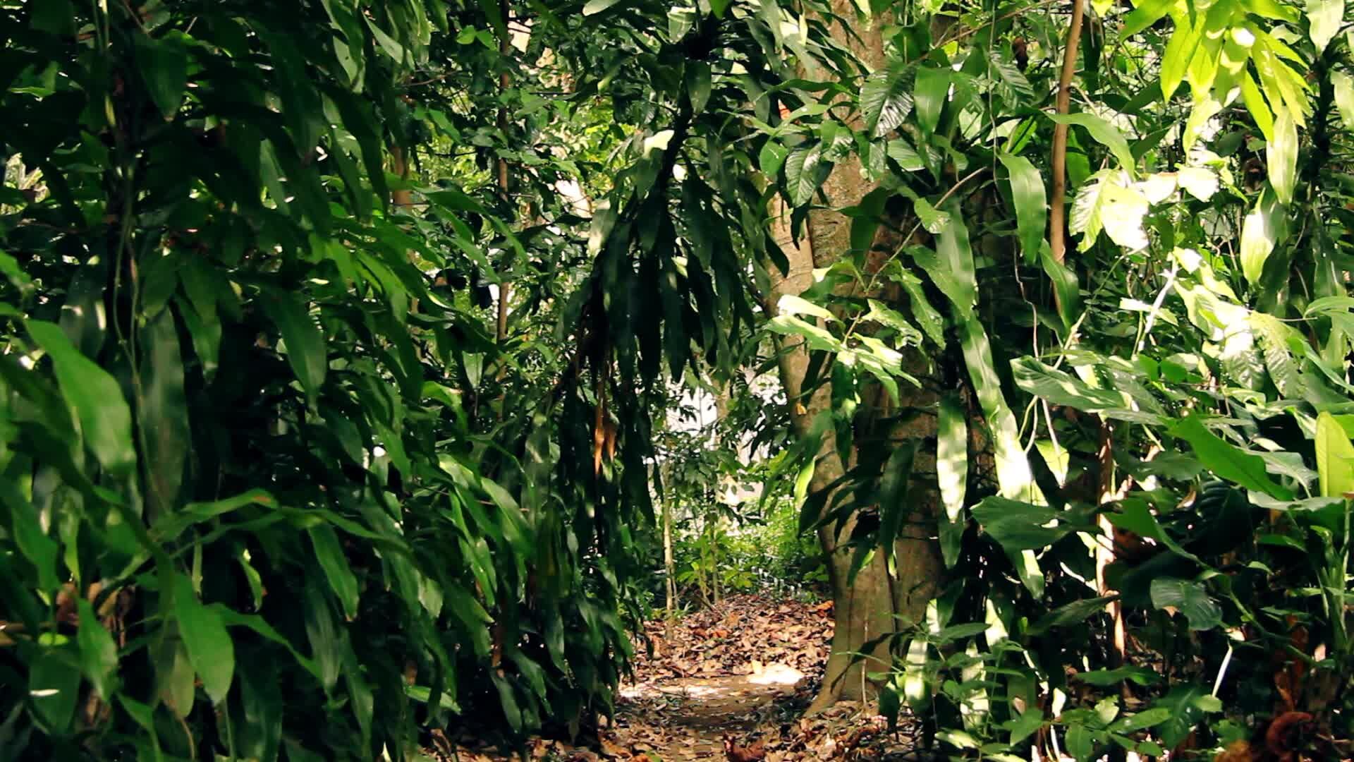 1920x1080 Kebun Biologi's Trees.webm