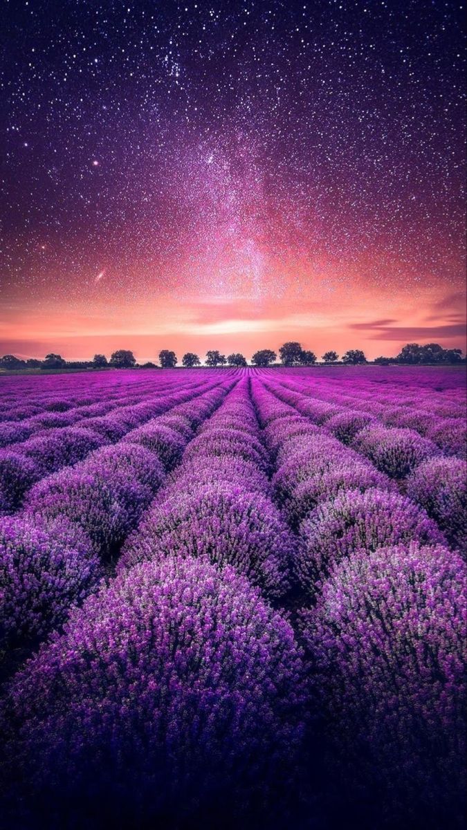 675x1200 Majestic Lavender Field
