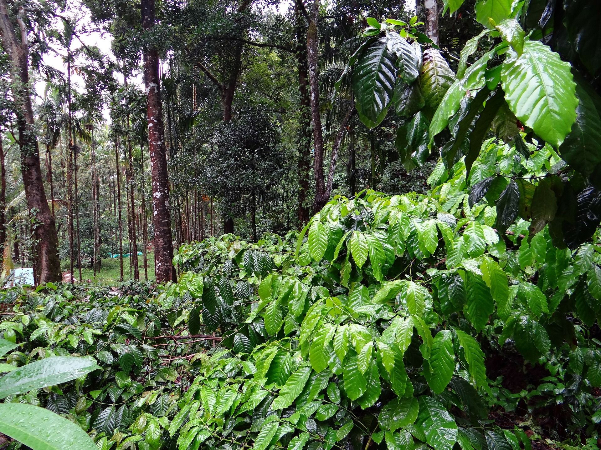 1920x1440 coffee plantation farm landscape jungle