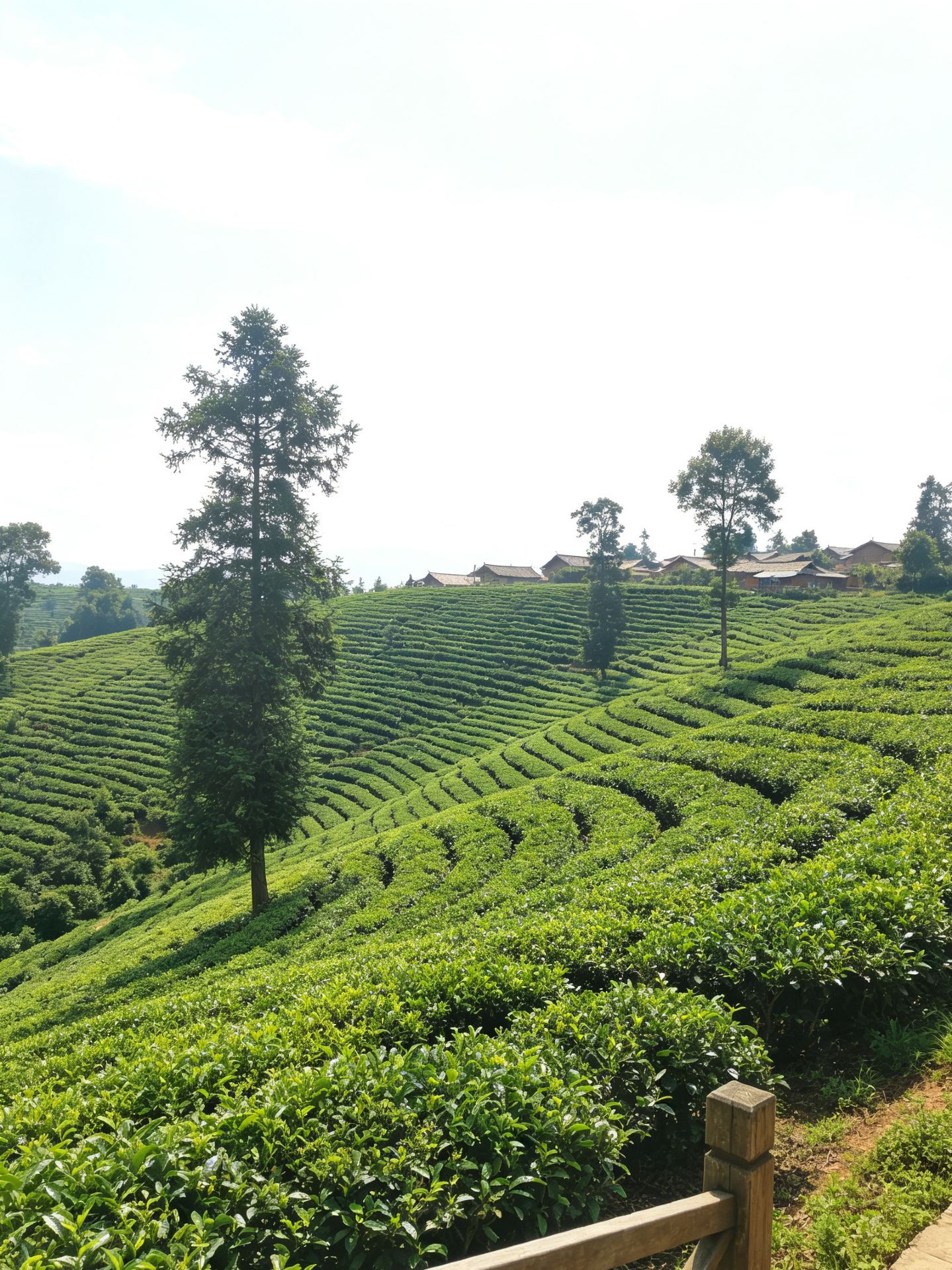 1439x1920 8.9 pu'er live update, travelers planning to go should consider carefully. Trip.com Pu'er