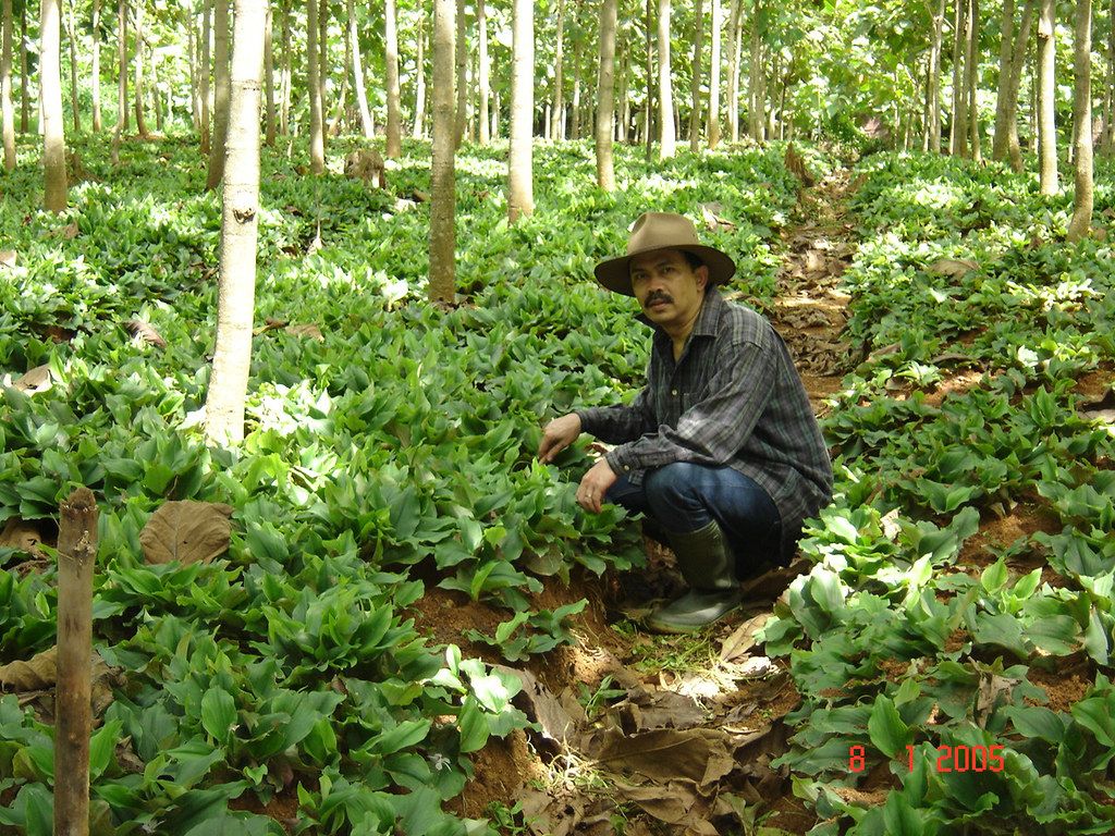 1024x768 Kebun Kencur