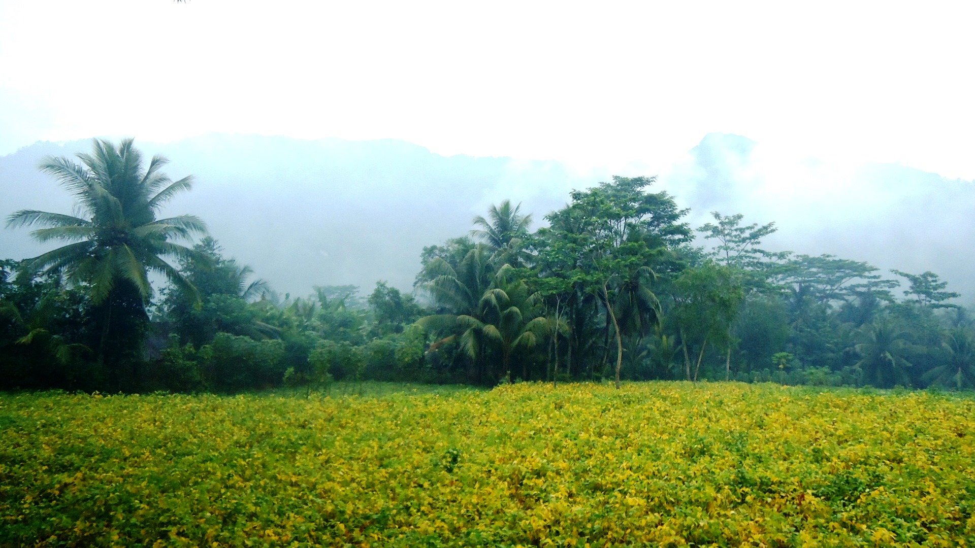 1920x1080 Kebun Kedelai