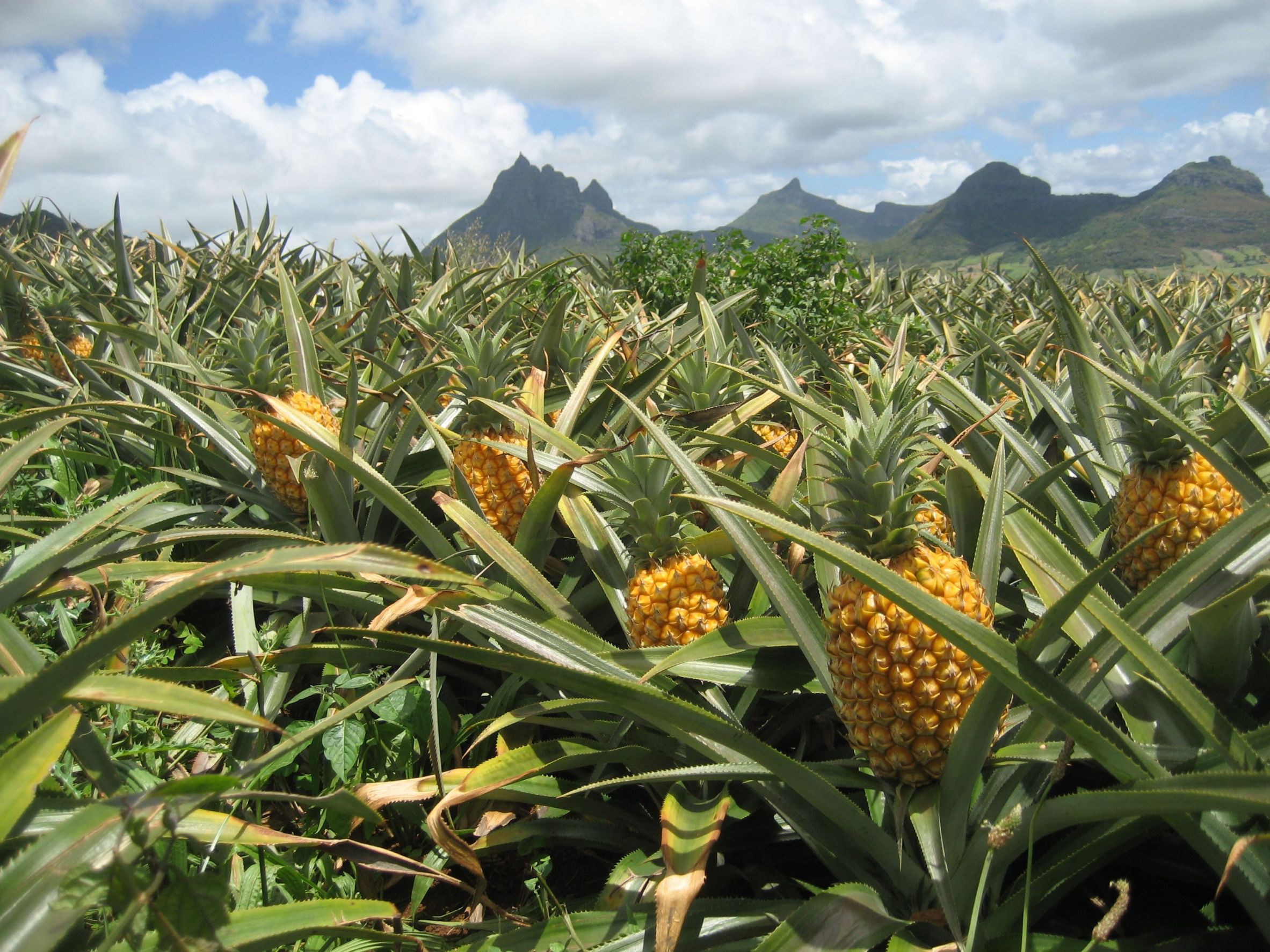 2365x1774 Pineapple HD Photo 03691