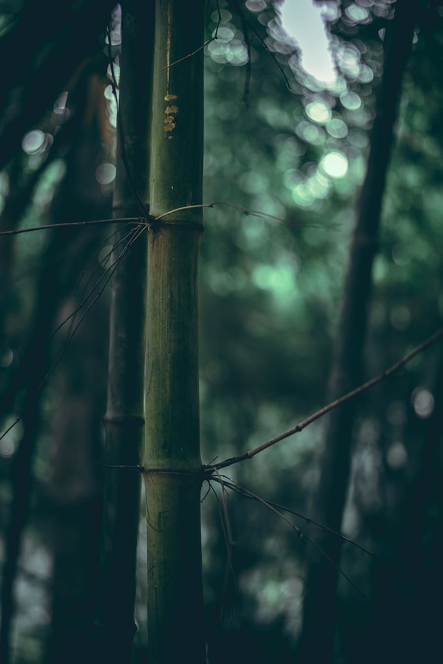 910x1365 India, New Delhi, kebun lodhi, hijau, bokeh, pohon, wallpaper, sial