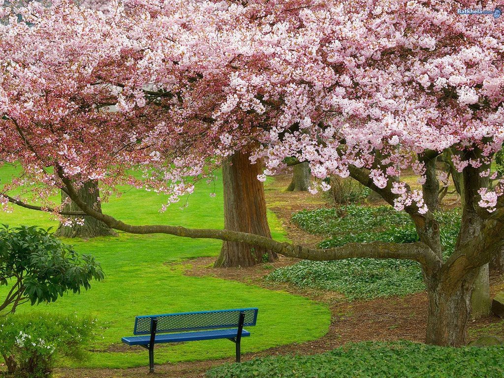 1024x768 Taman Bunga Sakura Wallpaper