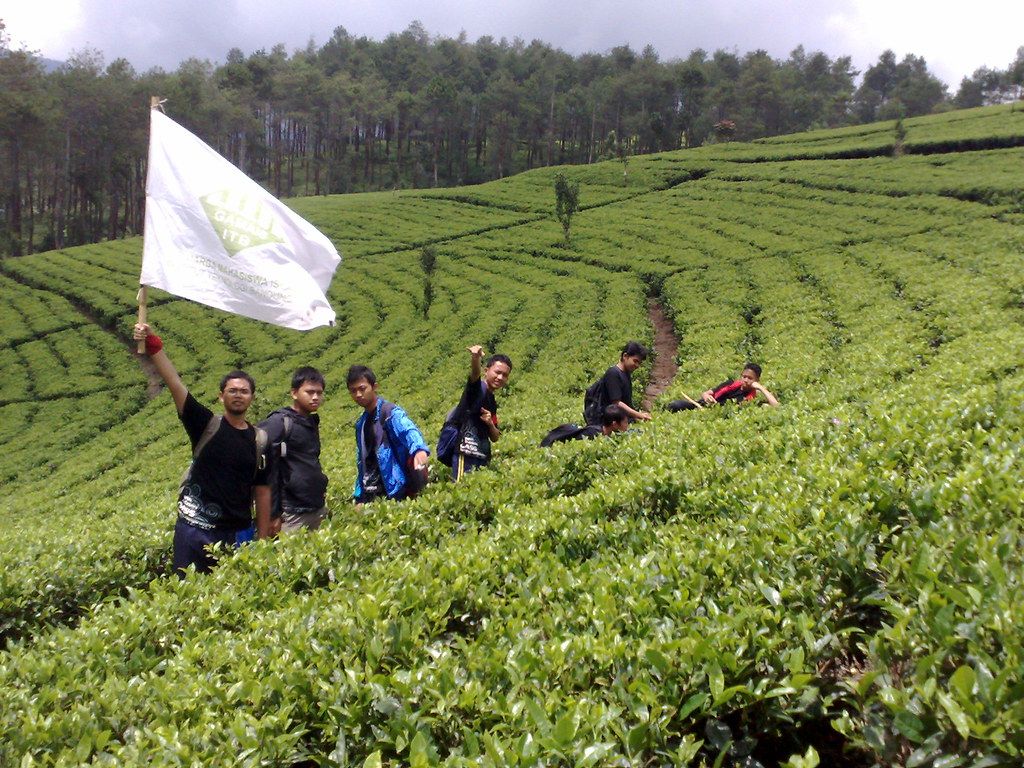 1024x768 kebun teh