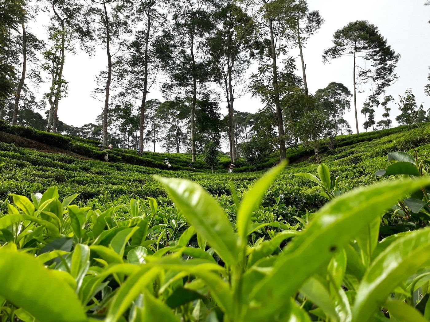1400x1050 Batang, Indonesia: All You Need to Know Before You Go (2026)
