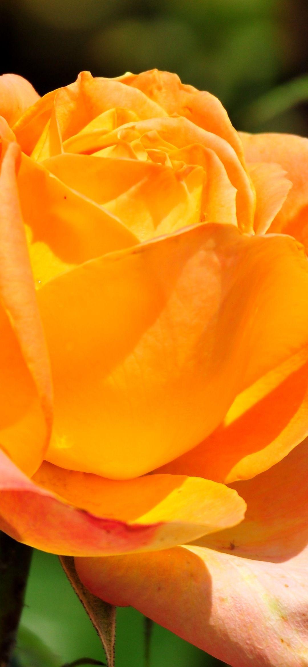 1080x2340 nature wallpaper. Screen wallpaper. 1080x2340 Background