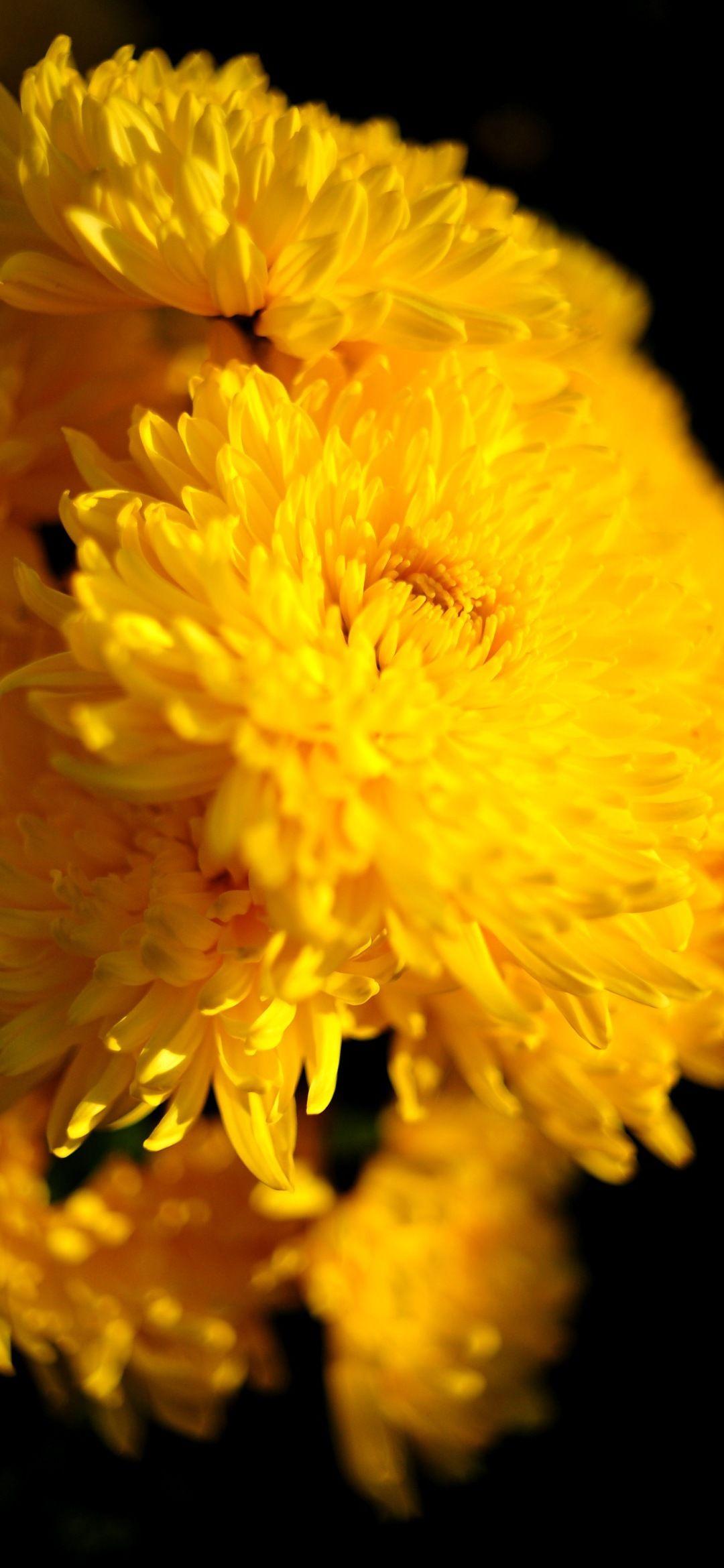1080x2340 nature wallpaper. Screen wallpaper. 1080x2340 Background