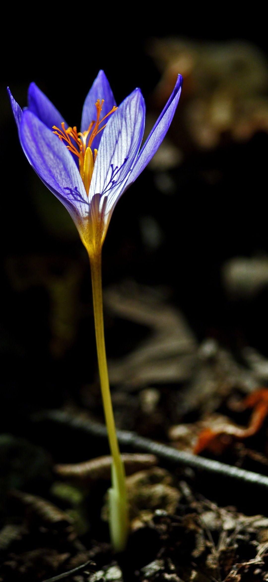 1080x2340 Wallpaper flowers. Screen wallpaper. 1080x2340