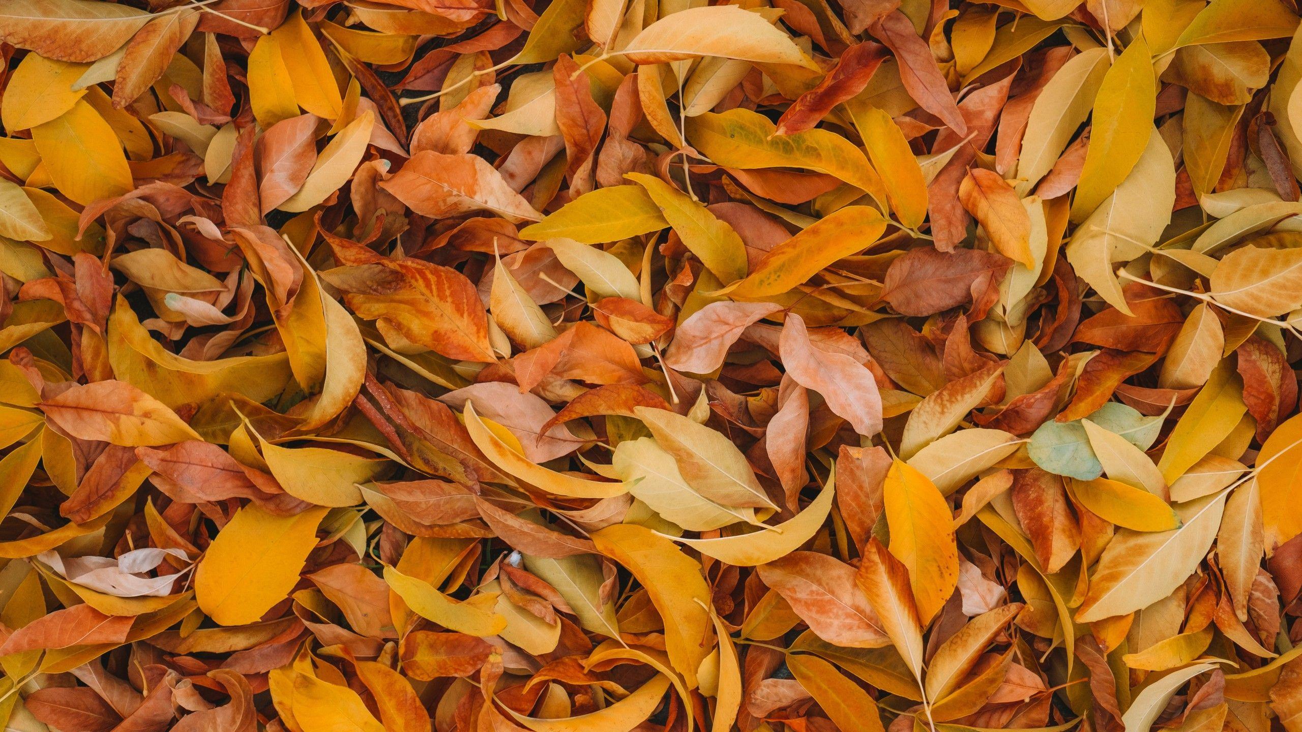 2560x1440 Leaves 4K Wallpaper, Fall foliage, Brown, Yellow background, 5K, Nature