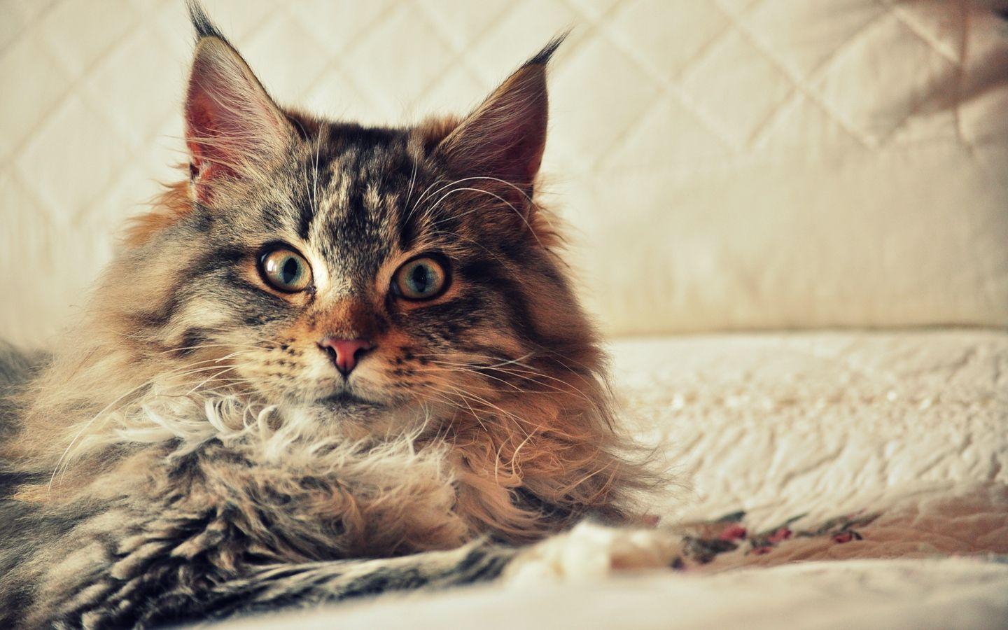 1440x900 Download wallpaper 1440x900 cat, maine coon, fluffy, look widescreen