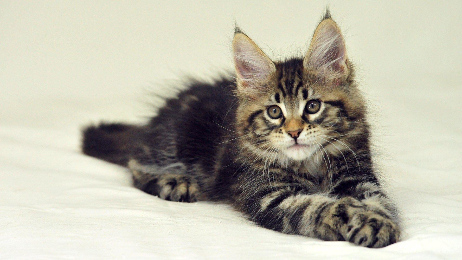 Maine Coon Wallpapers - Top Free Maine Coon Backgrounds - WallpaperAccess